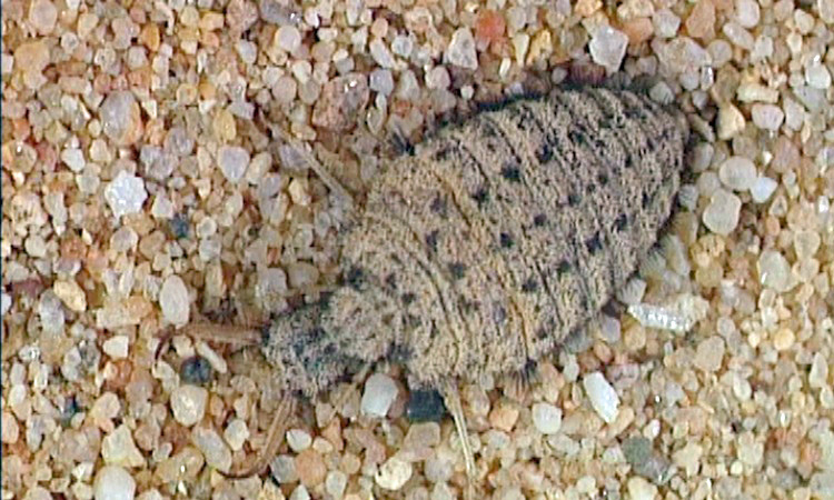 Embuscades - La larve du Fourmilion - 5mn 25s 